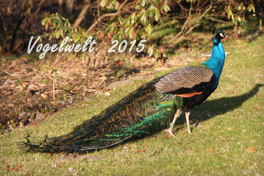 Vogelwelten 2015